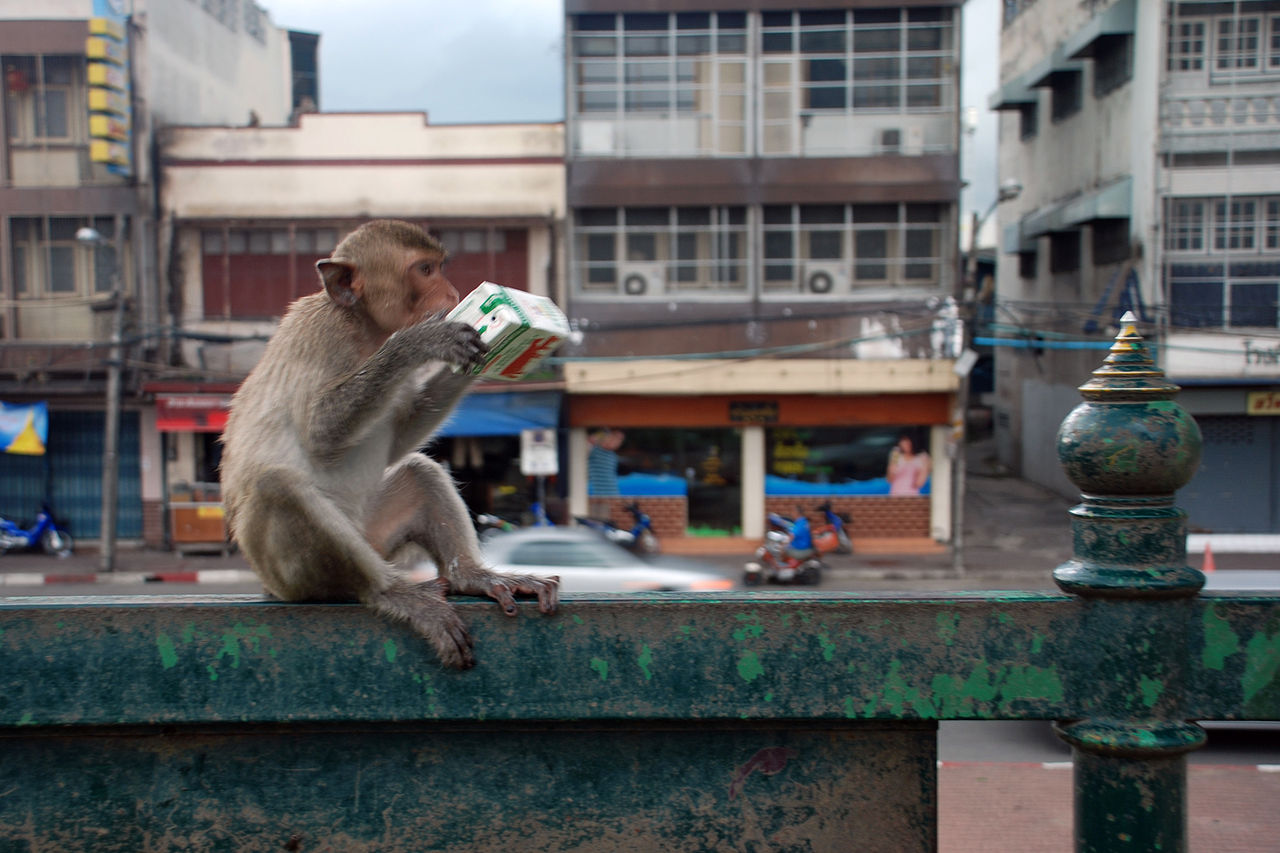 Long tailed macaque